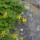 Millepertuis Nummulaire (Hypericum nummularium) - Cascade d’Ars, le 1 août 2016