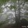 Hêtre (Fagus sylvatica) - Col de la core (GR10), le 27 juillet 2016