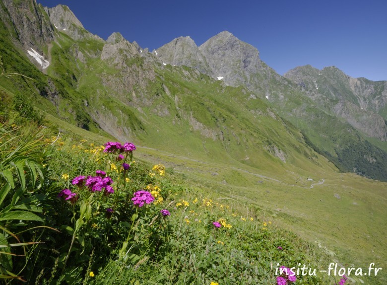 Œillet barbu (Dianthus barbatus) au pied du Mont Valier - Cirque d’Aulas, le 28 juillet 2016