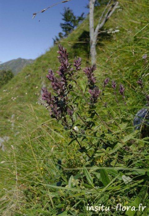Nothobartsia spicata (Bartsie en épi) - Col d’Agnes, le 7 août 2016