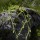 Lycopode en massue (Lycopodium clavatum) - Etang du Garbet, le 3 août 2016