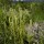 Lycopode en massue (Lycopodium clavatum) - Etang du Garbet, le 3 août 2016