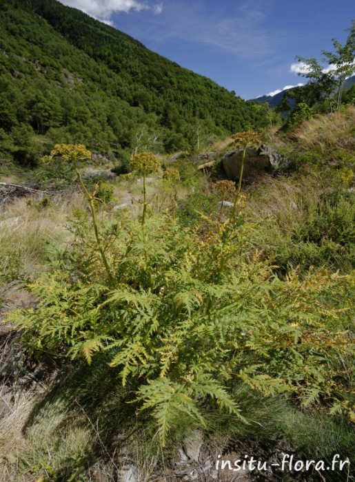 Molopospermum peloponnesiacum (Moloposperme du Péloponnèse) - Cascade d’Artigue, le 5 août 2016