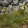 Renoncule graminée (Ranunculus gramineus) - Marcilhac-sur-Célé, le 13 avril 2016