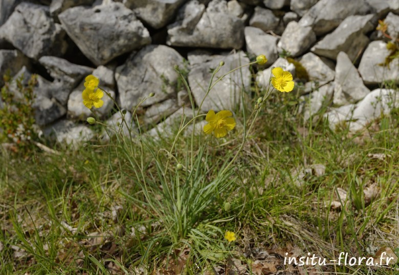 Renoncule graminée (Ranunculus gramineus) - Marcilhac-sur-Célé, le 13 avril 2016