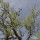 Érable de Montpellier (Acer monspessulanum) - Limogne-en-Quercy, le 14 avril 2016