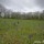 Pelouse à Orchis bouffon (Anacamptis morio) - Limogne-en-Quercy, le 14 avril 2016
