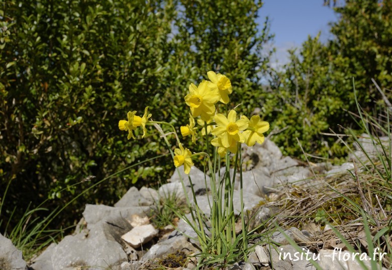 Narcisse à feuilles de jonc (Narcissus assoanus) - Sauliac-sur-Célé, le 11 avril 2016