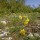 Narcisse à feuilles de jonc (Narcissus assoanus) - Sauliac-sur-Célé, le 11 avril 2016