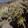 Aeonium pseudourbicum - Barranco del inferno, le 22 mai 2016