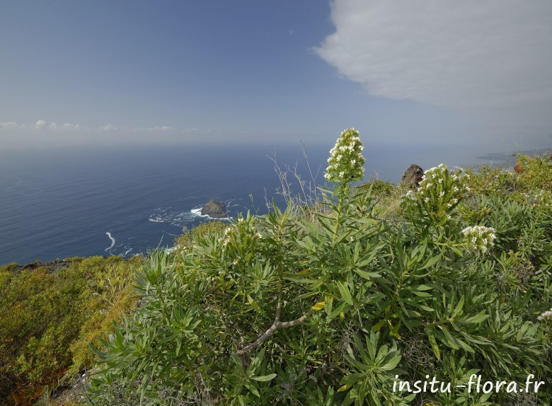 Echium leucophaeum - El Tanque, Santa Cruz de Tenerife, le 25 mai 2016