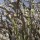 Ceropegia fusca & Euphorbia balsamifera - Montaña Roja, le 28 mai 2016