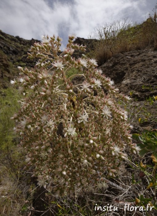 Aeonium pseudourbicum - Barranco del inferno, le 22 mai 2016