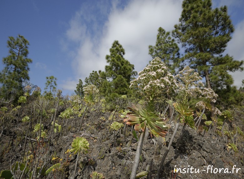 Aeonium urbicum var. meridionale - Guía de Isora, Santa Cruz de Tenerife, le 25 mai 2016