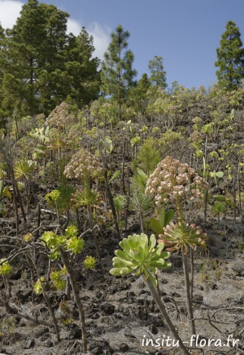 Aeonium urbicum var. meridionale - Guía de Isora, Santa Cruz de Tenerife, le 25 mai 2016