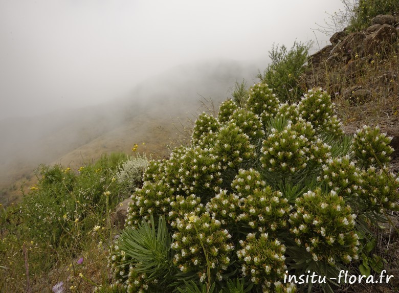 Echium leucophaeum - Las Rosas, Santiago del Teide, le 28 mai 2016
