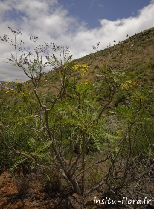 Sonchus canariensis - Las Rosas, Santiago del Teide, le 26 mai 2016