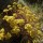Aeonium spathulatum - Paisaje Lunar, le 24 mai 2016