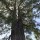 Pinus canariensis - Paisaje Lunar, le 24 mai 2016