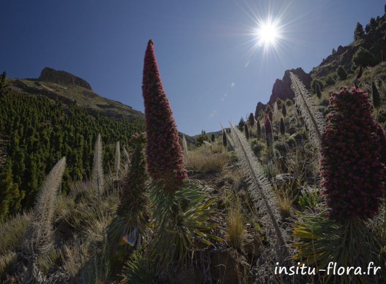Echium wildpretii - Las Cañadas del Teide, le 25 mai 2016