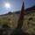 Echium wildpretii - Parc national du Teide, le 25 mai 2016