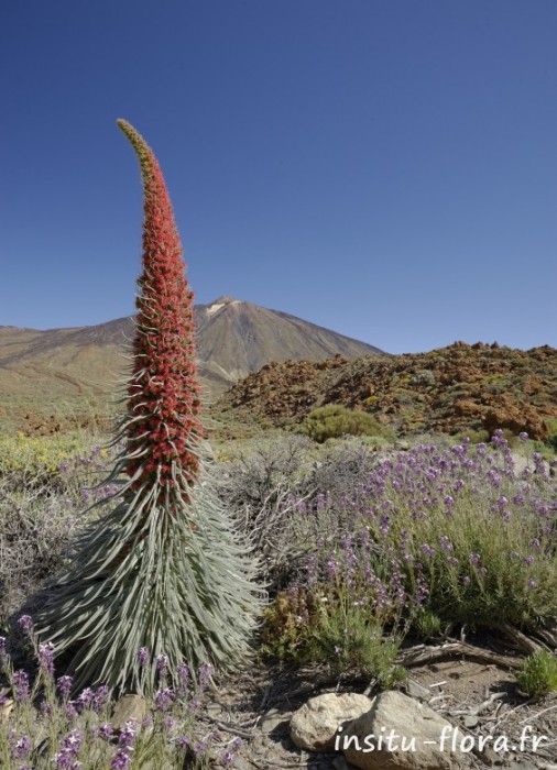 Echium wildpretii - Las Cañadas del Teide, le 23 mai 2016