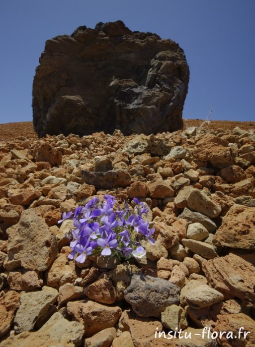 Viola cheiranthifolia - Montaña blanca, le 25 mai 2016