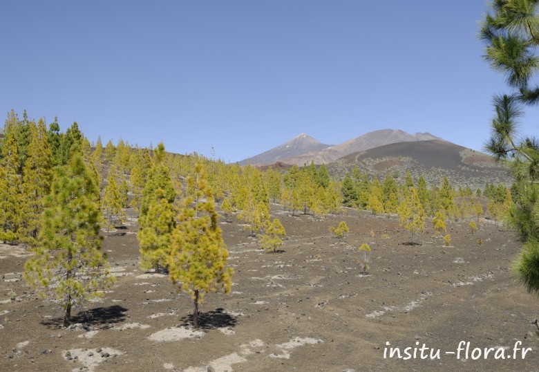 Pinus canariensis - Parc national du Teide, le 25 mai 2016