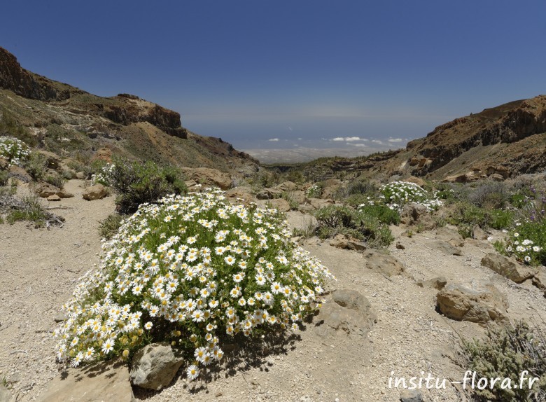 Argyranthemum tenerifae - Montaña de Guajara, le 23 mai 2016