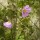 Cistus symphytifolius - Monte del Agua, le 26 mai 2016