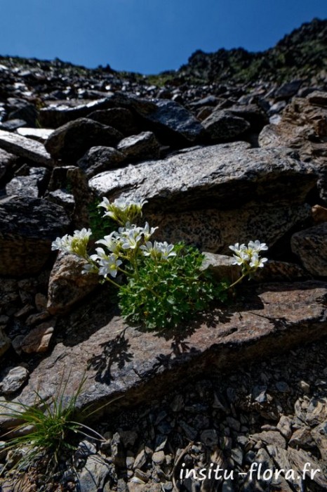 Saxifrage faux-géranium